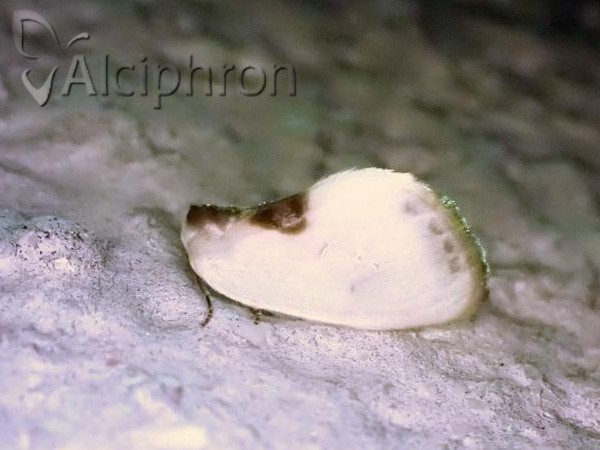 Cilix asiatica
