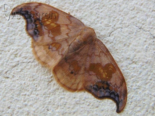 Sabra harpagula