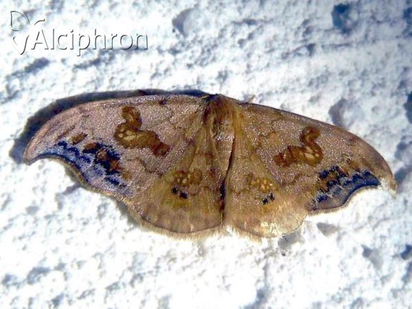 Sabra harpagula