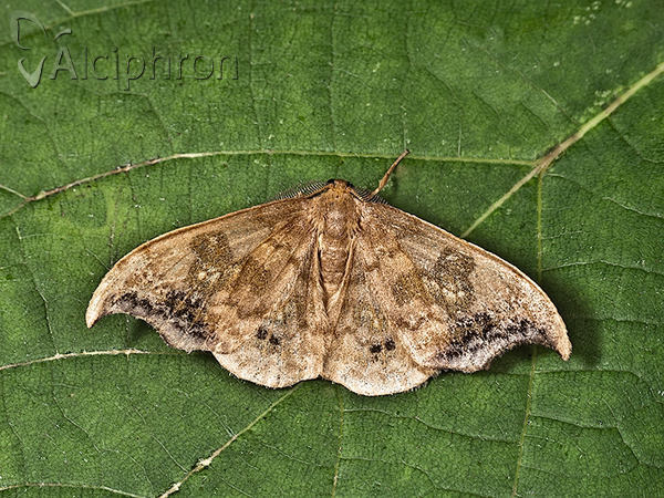 Sabra harpagula