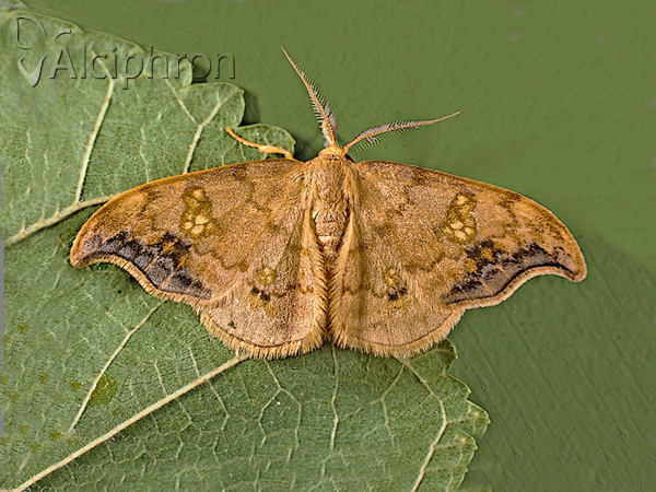 Sabra harpagula