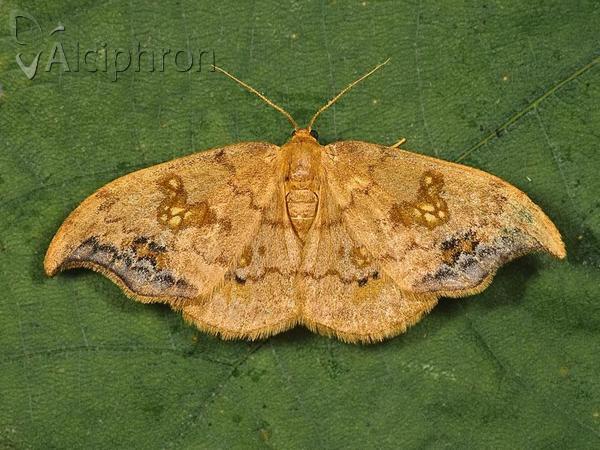 Sabra harpagula