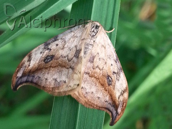 Drepana falcataria