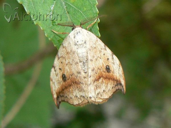 Drepana falcataria