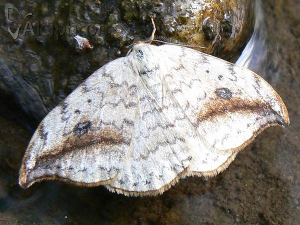 Drepana falcataria