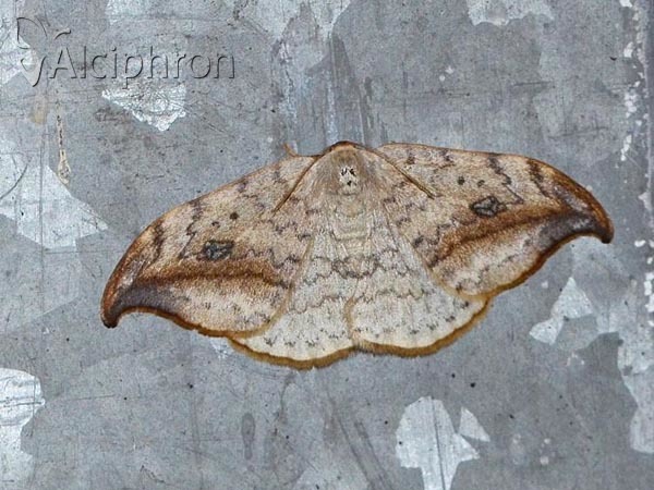 Drepana falcataria