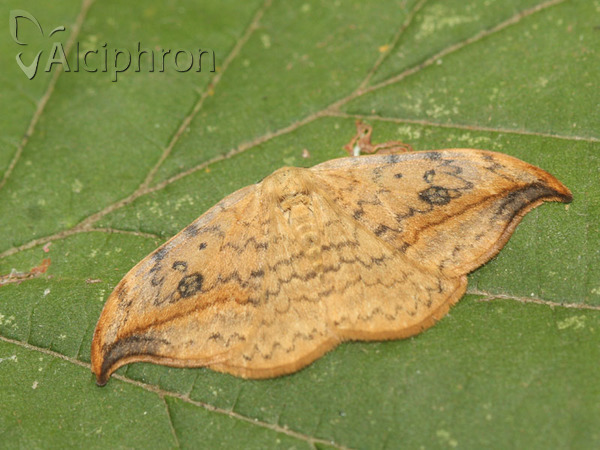 Drepana falcataria