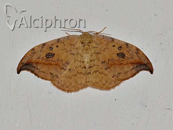 Drepana falcataria