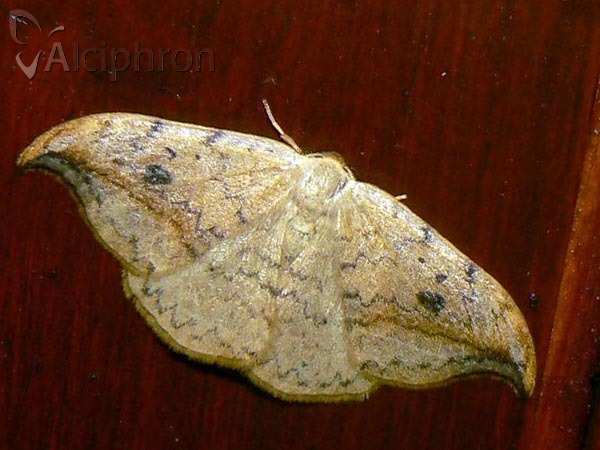 Drepana falcataria