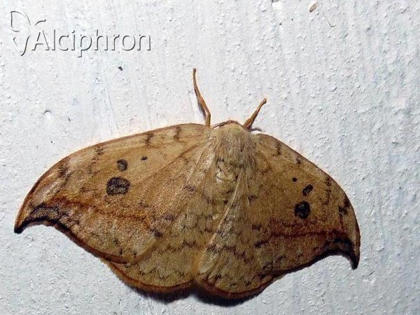 Drepana falcataria