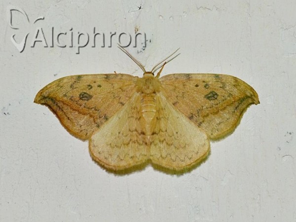 Drepana falcataria