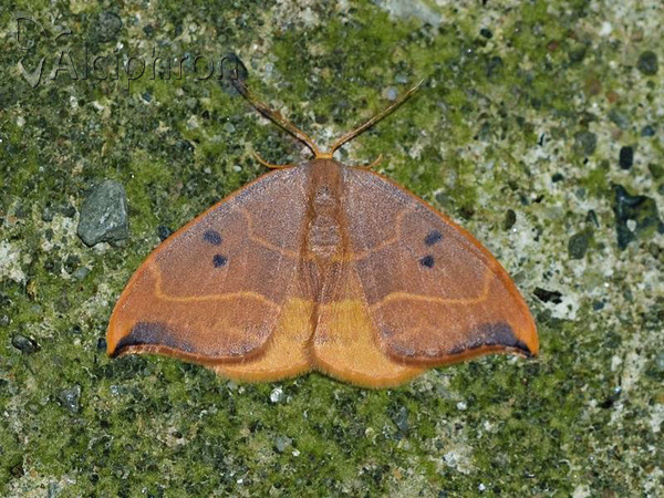 Watsonalla binaria