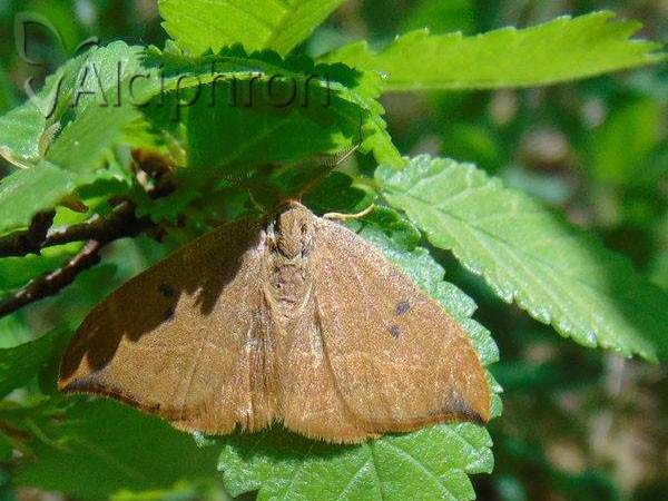 Watsonalla binaria