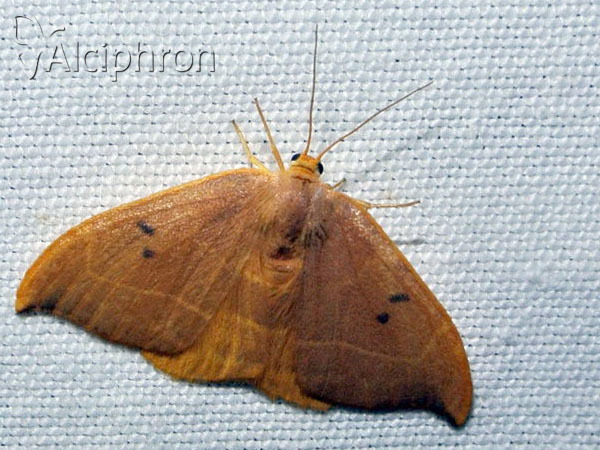 Watsonalla binaria