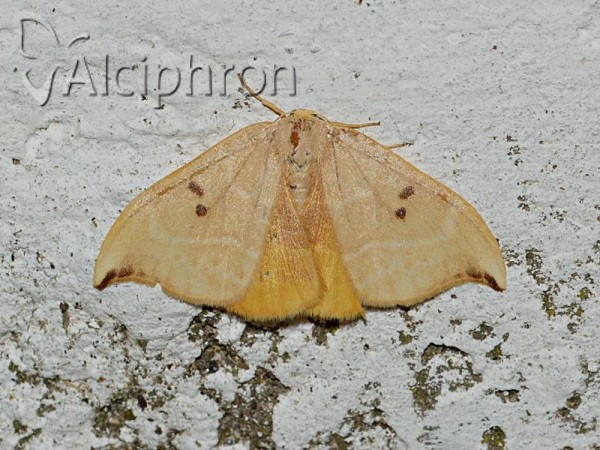 Watsonalla binaria