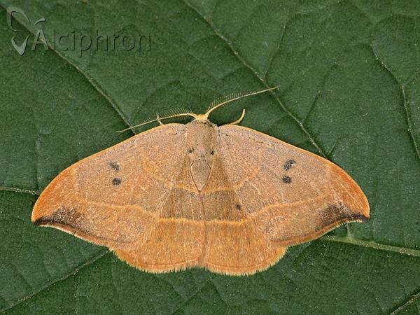 Watsonalla binaria