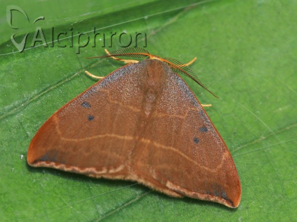 Watsonalla binaria