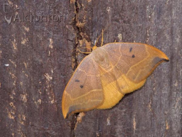 Watsonalla binaria