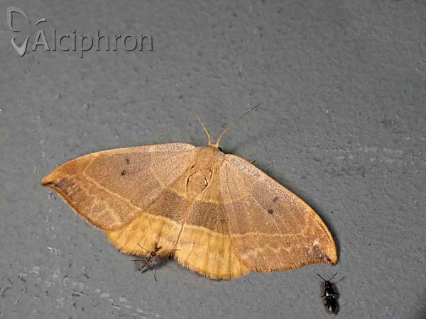 Watsonalla binaria