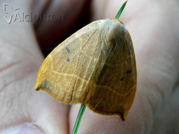 Watsonalla binaria