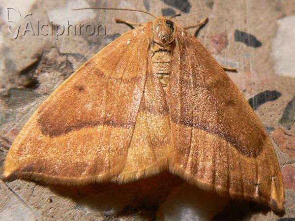 Watsonalla cultraria