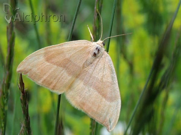 Watsonalla cultraria