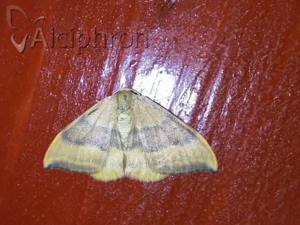 Watsonalla cultraria