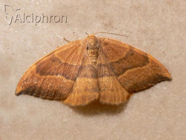 Watsonalla cultraria
