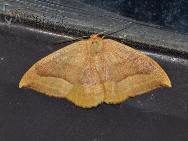 Watsonalla cultraria