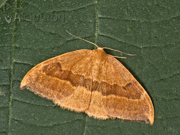 Watsonalla cultraria