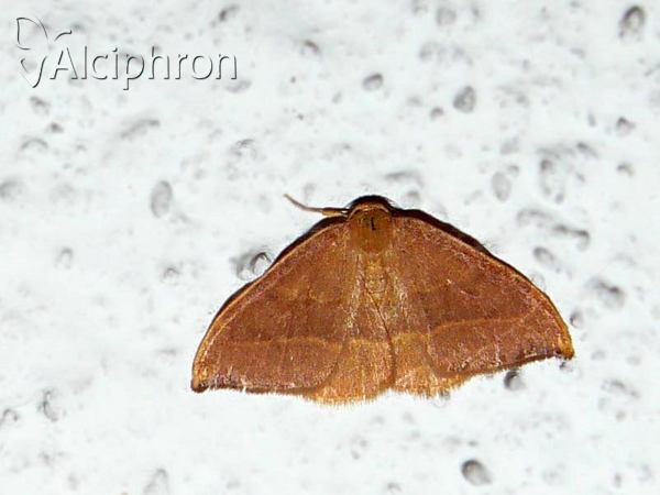 Watsonalla cultraria