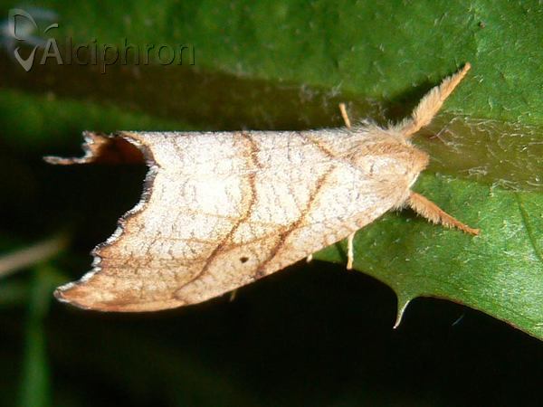 Falcaria lacertinaria