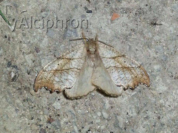 Falcaria lacertinaria