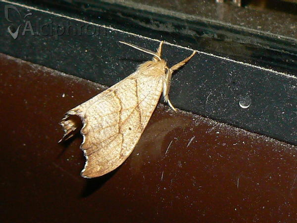Falcaria lacertinaria