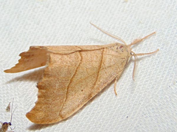 Falcaria lacertinaria