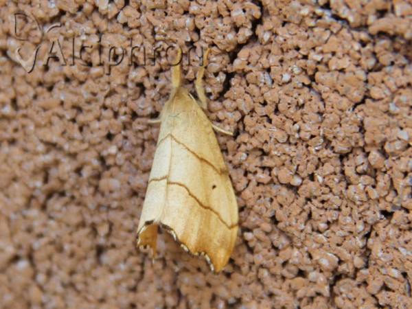 Falcaria lacertinaria
