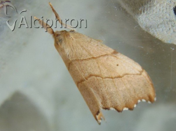Falcaria lacertinaria