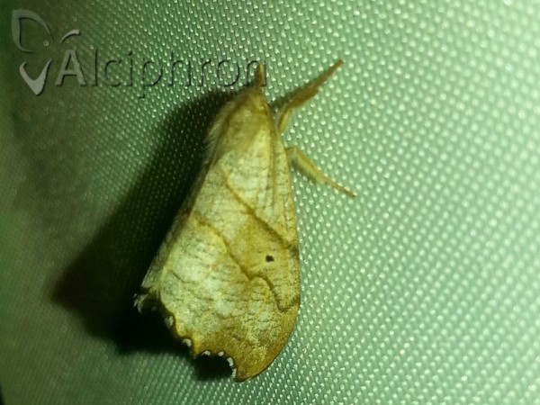 Falcaria lacertinaria