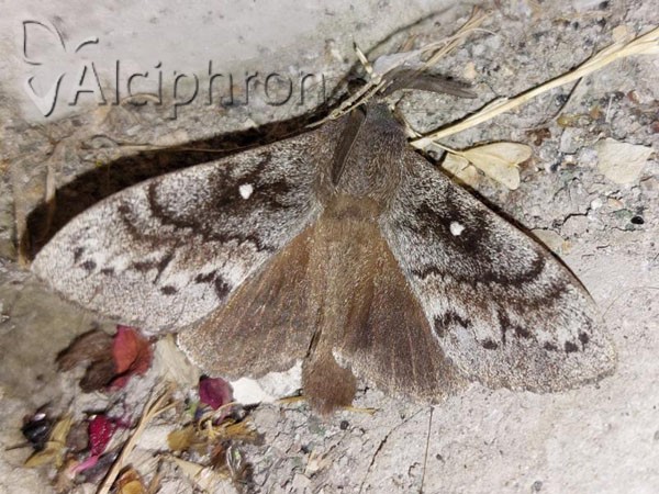 Dendrolimus pini