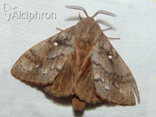 Dendrolimus pini