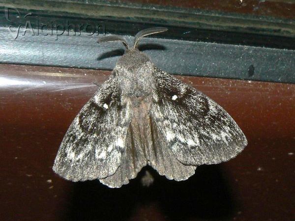 Dendrolimus pini