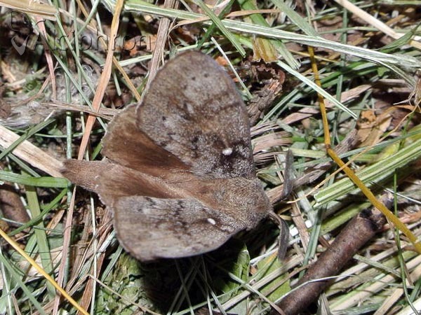 Dendrolimus pini