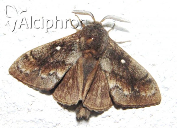 Dendrolimus pini