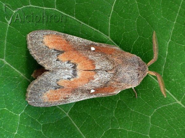 Dendrolimus pini