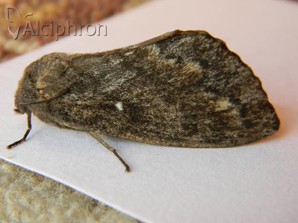 Dendrolimus pini