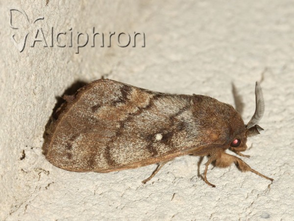 Dendrolimus pini