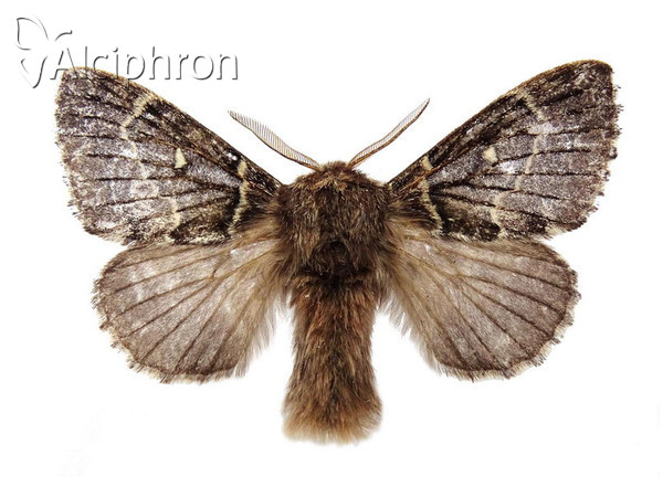 Cosmotriche lobulina