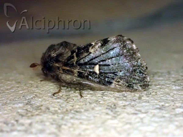 Cosmotriche lobulina