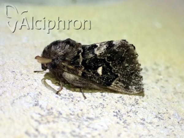 Cosmotriche lobulina