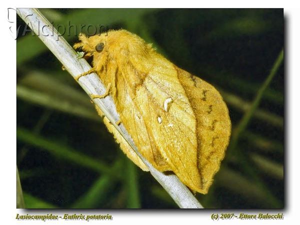 Euthrix potatoria
